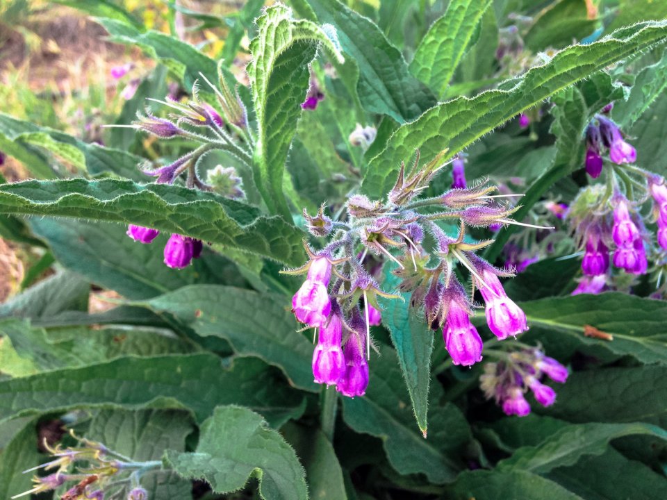 true-comfrey-03.jpg