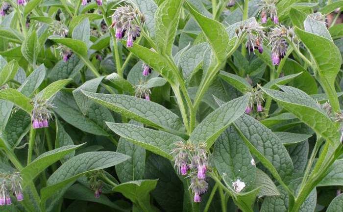 comfrey-in-flower_75.jpg