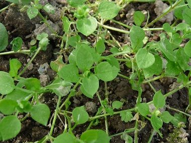 chickweed.jpg